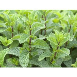 menthe poivree hydrolat.jpg