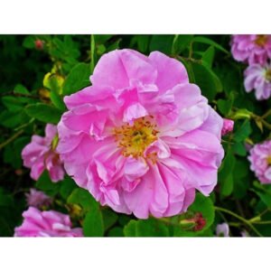 rose de damas.jpg