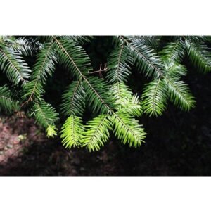 sapin geant.jpg