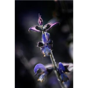 Hydrolats aromatiques